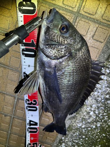 クロダイの釣果