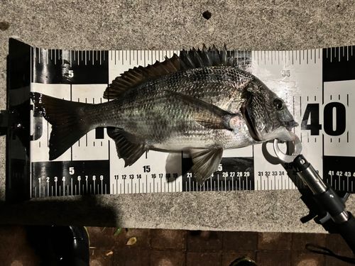 クロダイの釣果