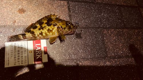 カサゴの釣果