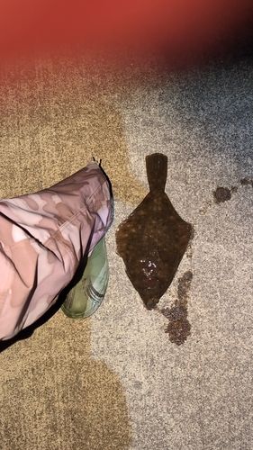 マコガレイの釣果