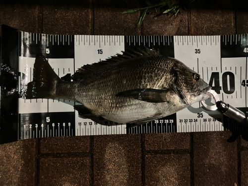 クロダイの釣果