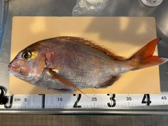 マダイの釣果