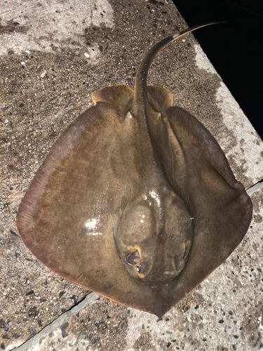 エイの釣果