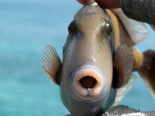 ツマジロモンガラの釣果