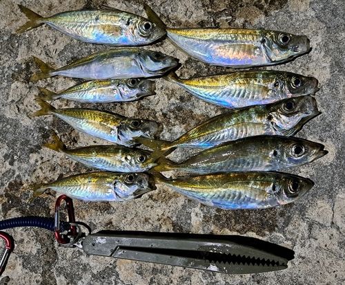 アジの釣果