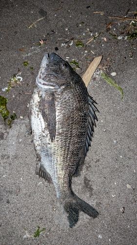 クロダイの釣果