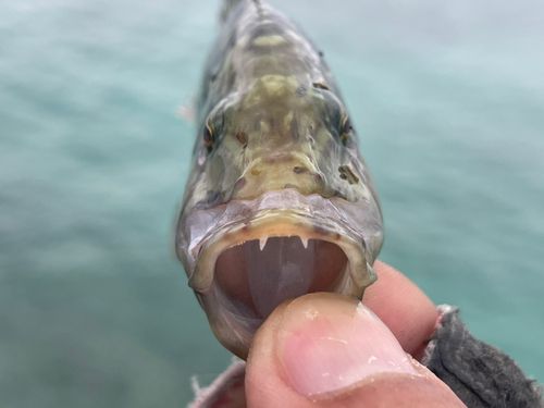 ヒトスジモチノウオの釣果