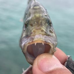 ヒトスジモチノウオ