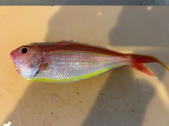 イトヨリダイの釣果