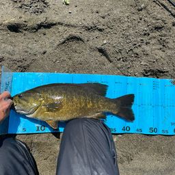 スモールマウスバス