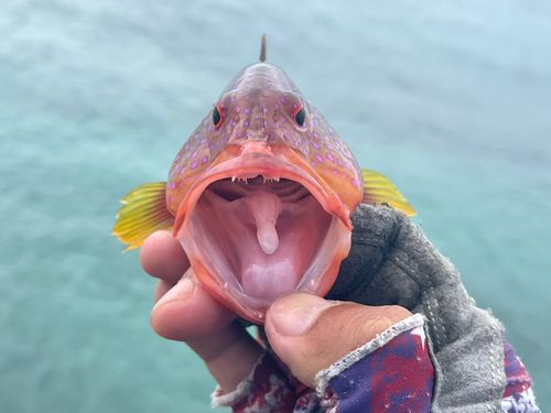 バラハタの釣果