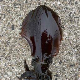 アオリイカ