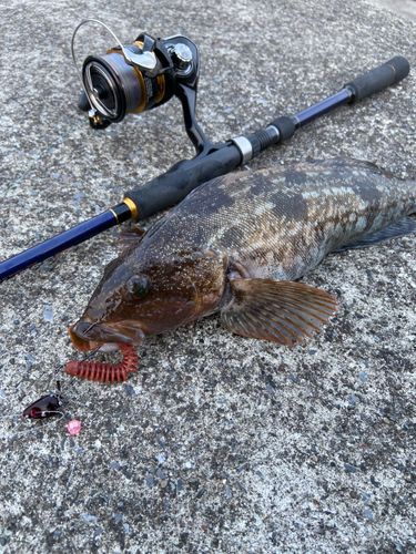 アイナメの釣果