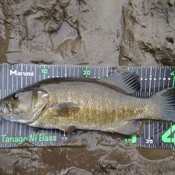 スモールマウスバス