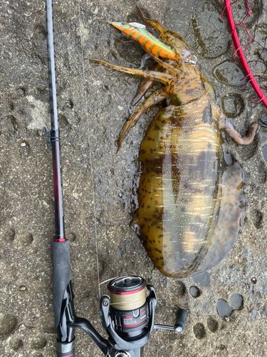 アオリイカの釣果