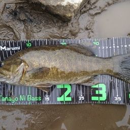 スモールマウスバス