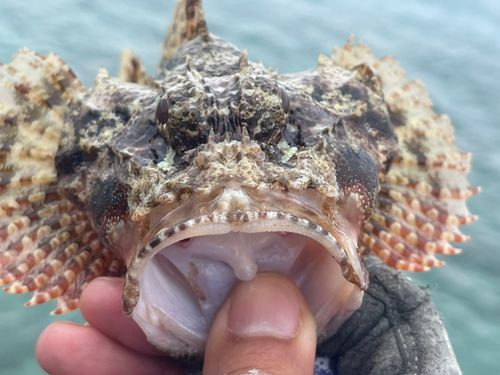 イヌカサゴの釣果