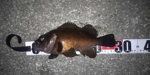 メバルの釣果