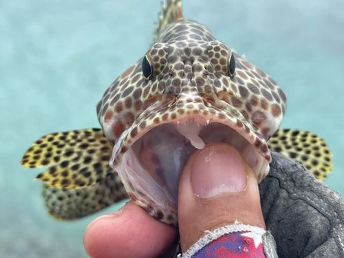 カンモンハタの釣果
