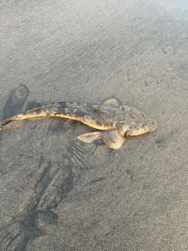 マゴチの釣果