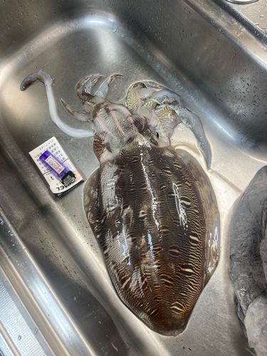 コウイカの釣果