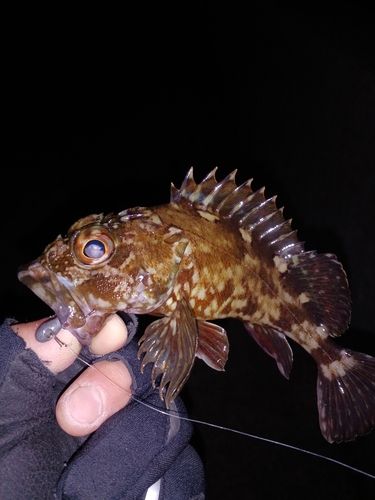 カサゴの釣果