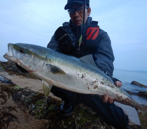 ブリの釣果