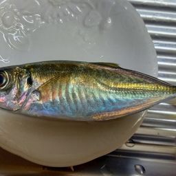 アジ
