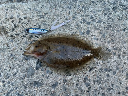 ヒラメの釣果