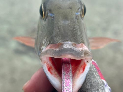 マトフエフキの釣果