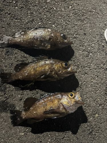 メバルの釣果
