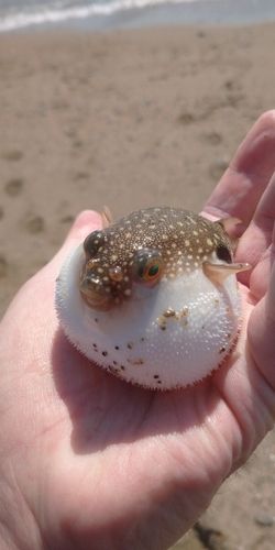 クサフグの釣果