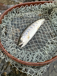 ヤマメの釣果