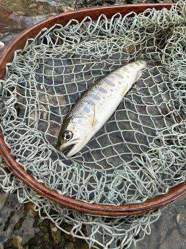 ヤマメの釣果
