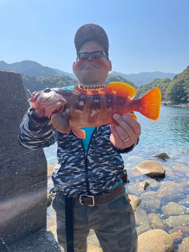 アカハタの釣果