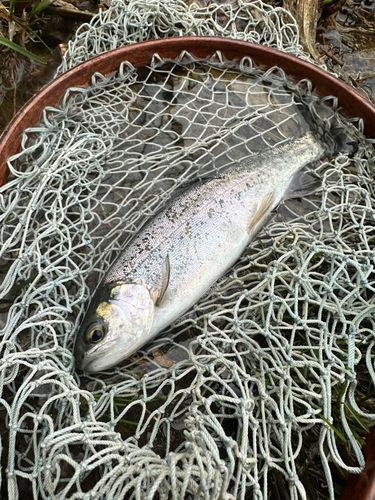 ニジマスの釣果