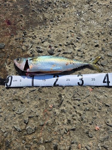 サバの釣果
