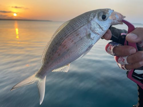 ツッパリサギの釣果