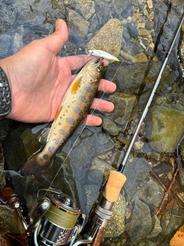 ヤマメの釣果