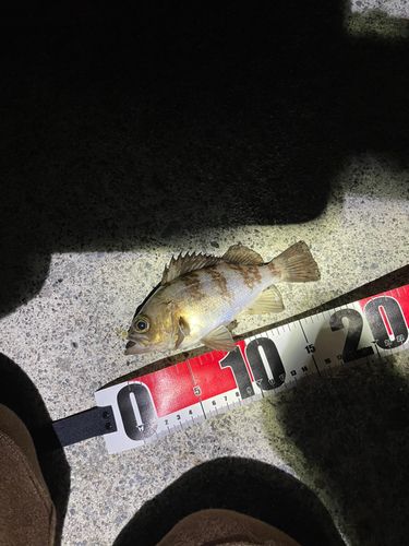 メバルの釣果