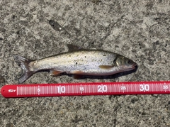 ウグイの釣果