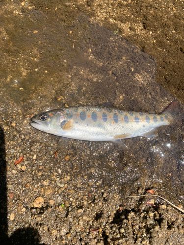 アマゴの釣果