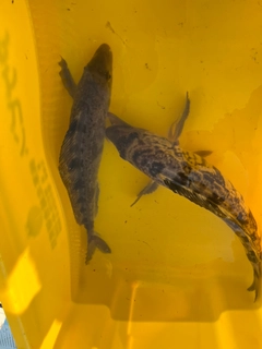 ホッケの釣果