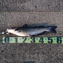 アメリカナマズ