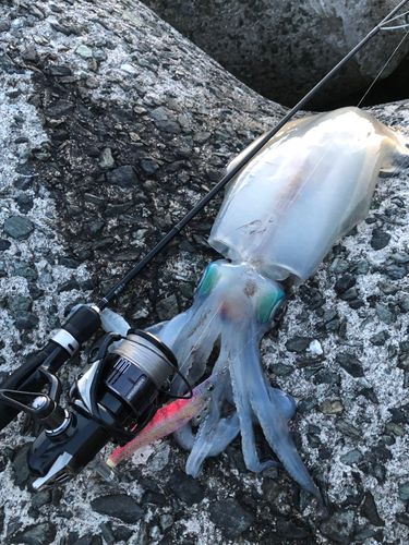 アオリイカの釣果