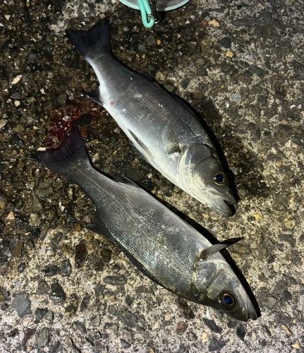 セイゴ（ヒラスズキ）の釣果