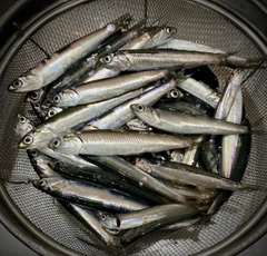 カタクチイワシの釣果