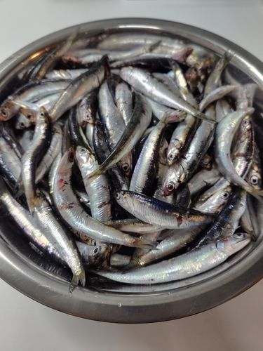カタクチイワシの釣果