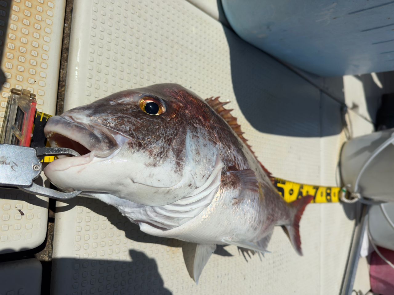 DAIWA 17ソルティガ BJ 100PL-RMの最安値・インプレ・釣果 | 本音の