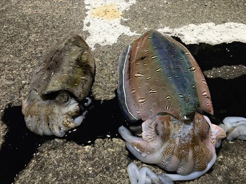 コウイカの釣果